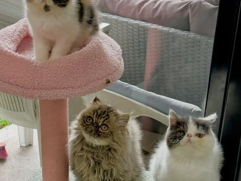 Three of our cats keeping watch from the cat tree