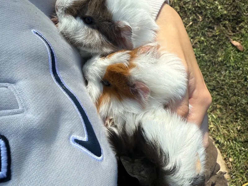 A handful of fluffy guinea pigs mid-cuddle