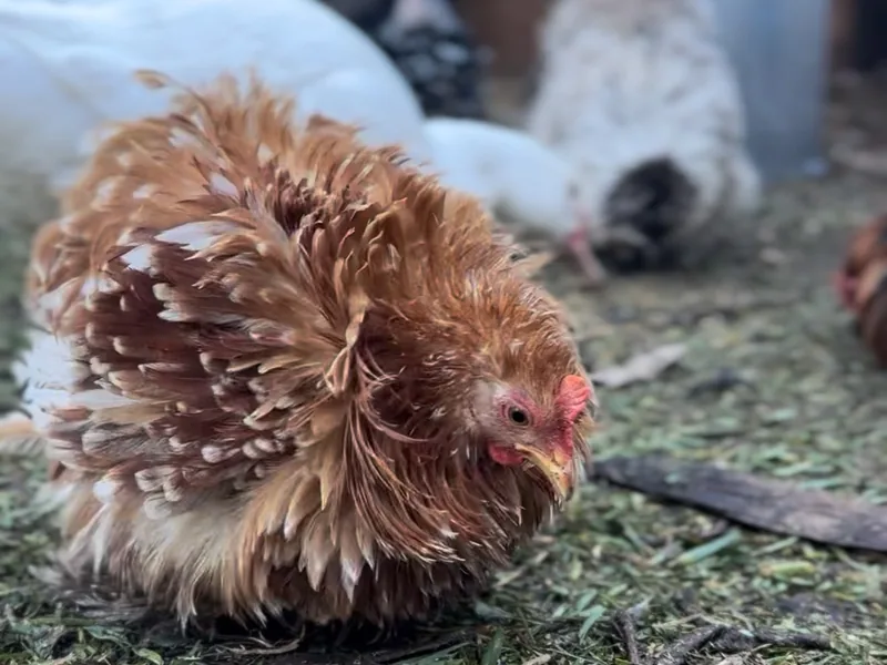 A frizzle hen with wonderfully ruffled feathers