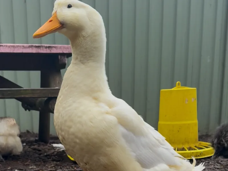 Macey the white duck out in the yard