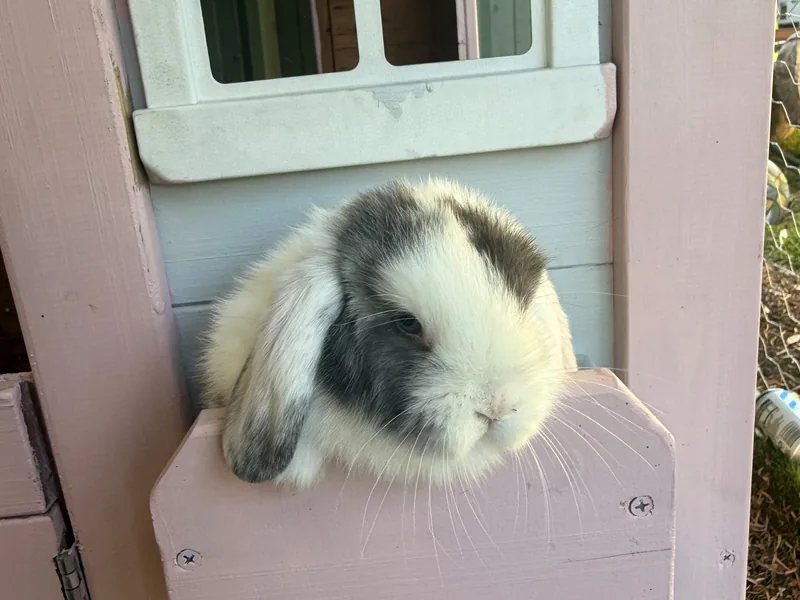 A lop-eared rabbit peeking out of the pink playhouse window