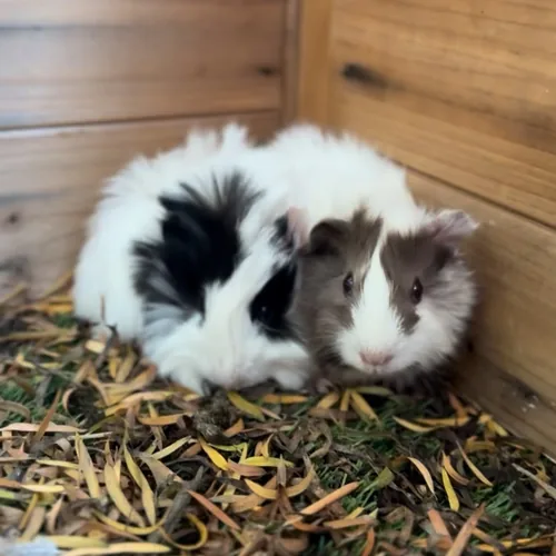 The fluffy ones