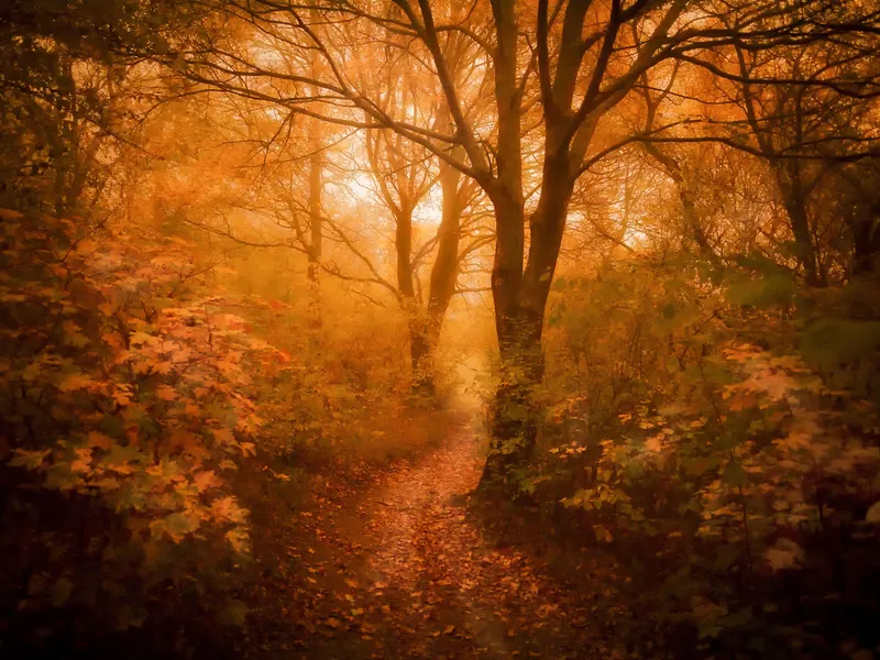A quiet woodland path in warm autumn light