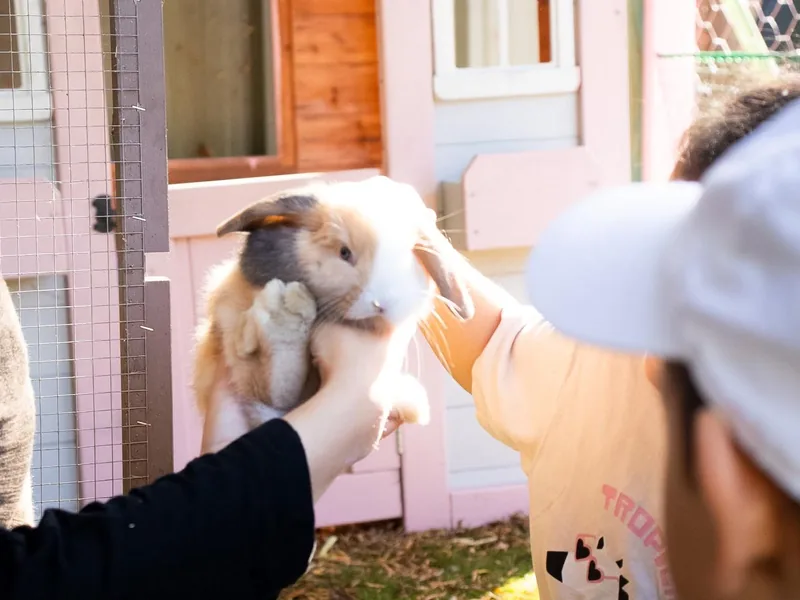 A little one gently patting a lop-eared rabbit